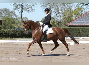 Hanovrien, Hongre, 8 Ans, 171 cm, Alezan brûlé