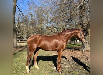 Hanovrien, Hongre, 8 Ans, 173 cm, Alezan