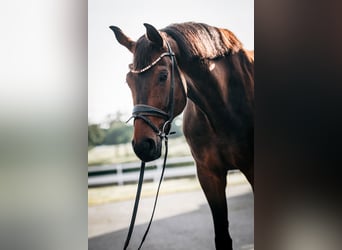 Hanovrien, Hongre, 8 Ans, 173 cm, Bai brun