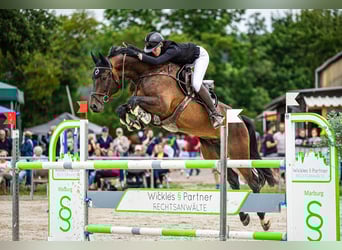 Hanovrien, Hongre, 8 Ans, 173 cm, Bai brun