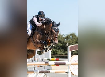 Hanovrien, Hongre, 8 Ans, 173 cm, Bai brun