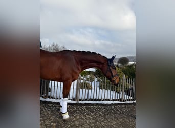 Hanovrien, Hongre, 8 Ans, 173 cm