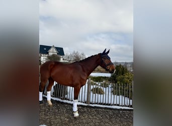 Hanovrien, Hongre, 8 Ans, 173 cm