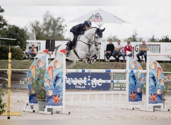 Hanovrien, Hongre, 8 Ans, 173 cm, Gris