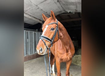 Hanovrien, Hongre, 8 Ans, 174 cm, Alezan