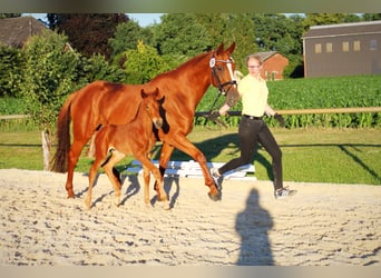 Hanovrien, Hongre, 8 Ans, 175 cm, Alezan brûlé