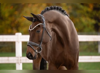 Hanovrien, Hongre, 8 Ans, 175 cm, Bai brun