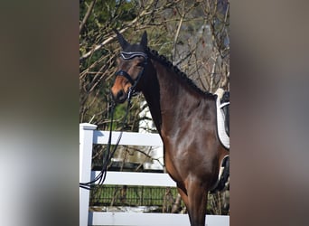 Hanovrien, Hongre, 8 Ans, 175 cm, Bai