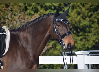 Hanovrien, Hongre, 8 Ans, 175 cm, Bai