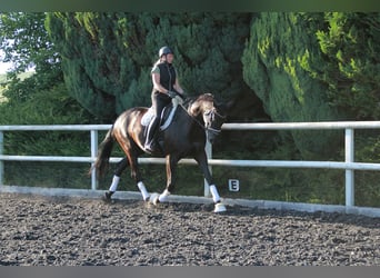 Hanovrien, Hongre, 8 Ans, 175 cm, Noir