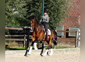 Hanovrien, Hongre, 8 Ans, 182 cm, Bai brun