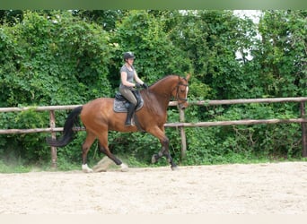 Hanovrien, Hongre, 8 Ans, 182 cm, Bai