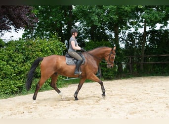 Hanovrien, Hongre, 8 Ans, 182 cm, Bai