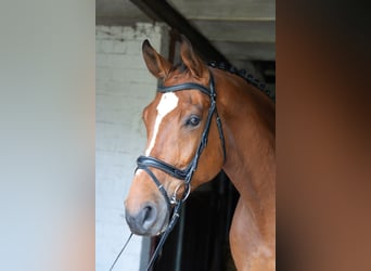 Hanovrien, Hongre, 8 Ans, 182 cm, Bai