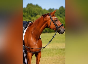 Hanovrien, Hongre, 8 Ans, Alezan