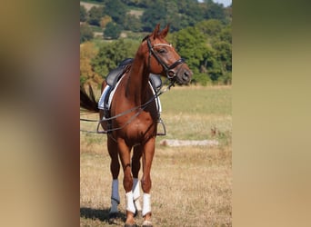 Hanovrien, Hongre, 8 Ans, Alezan