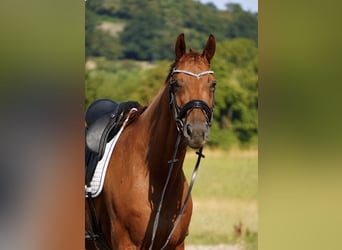 Hanovrien, Hongre, 8 Ans, Alezan