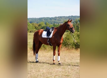 Hanovrien, Hongre, 8 Ans, Alezan