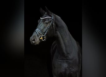 Hanovrien, Hongre, 8 Ans, Noir