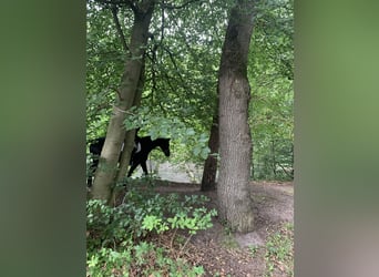 Hanovrien, Hongre, 9 Ans, 164 cm, Noir