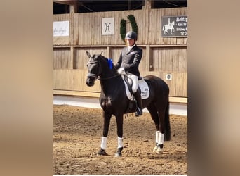 Hanovrien, Hongre, 9 Ans, 164 cm, Noir