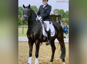 Hanovrien, Hongre, 9 Ans, 164 cm, Noir