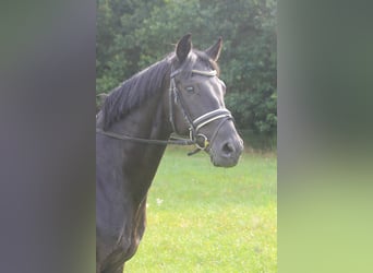 Hanovrien, Hongre, 9 Ans, 164 cm, Noir