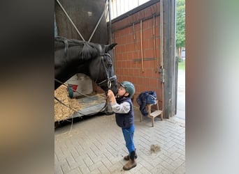Hanovrien, Hongre, 9 Ans, 164 cm, Noir