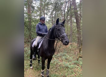 Hanovrien, Hongre, 9 Ans, 164 cm, Noir