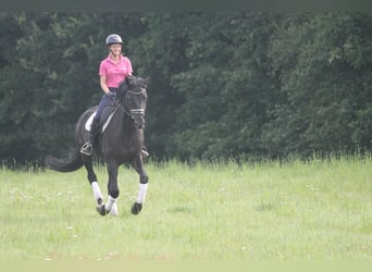 Hanovrien, Hongre, 9 Ans, 165 cm, Noir