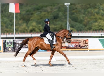 Hanovrien, Hongre, 9 Ans, 167 cm, Alezan