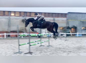 Hanovrien, Hongre, 9 Ans, 168 cm, Bai brun