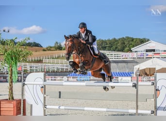 Hanovrien, Hongre, 9 Ans, 168 cm, Bai brun