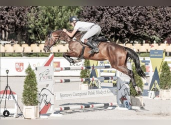 Hanovrien, Hongre, 9 Ans, 168 cm, Bai brun