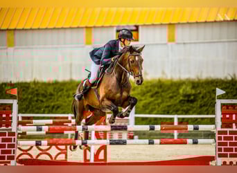 Hanovrien, Hongre, 9 Ans, 168 cm, Bai brun