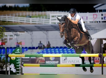 Hanovrien, Hongre, 9 Ans, 168 cm, Bai brun