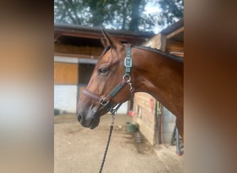 Hanovrien, Hongre, 9 Ans, 168 cm, Bai brun