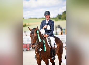 Hanovrien, Hongre, 9 Ans, 168 cm, Bai brun