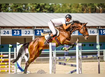 Hanovrien, Hongre, 9 Ans, 168 cm, Bai brun