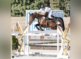 Hanovrien, Hongre, 9 Ans, 168 cm, Bai brun