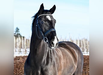 Hanovrien, Hongre, 9 Ans, 168 cm, Noir