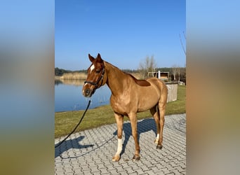 Hanovrien, Hongre, 9 Ans, 169 cm, Alezan