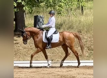 Hanovrien, Hongre, 9 Ans, 169 cm, Alezan