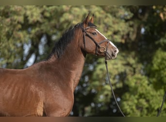 Hanovrien, Hongre, 9 Ans, 169 cm, Bai cerise