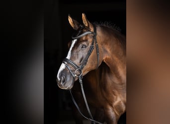 Hanovrien, Hongre, 9 Ans, 169 cm, Noir