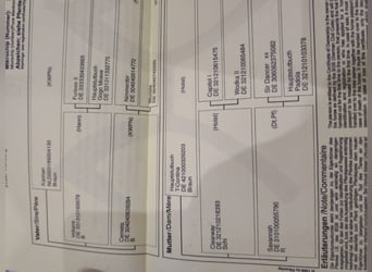 Hanovrien, Hongre, 9 Ans, 170 cm, Bai