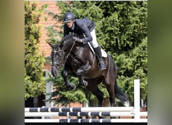 Hanovrien, Hongre, 9 Ans, 170 cm, Noir