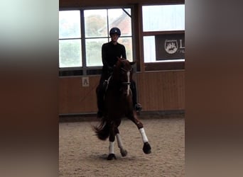 Hanovrien, Hongre, 9 Ans, 171 cm, Alezan