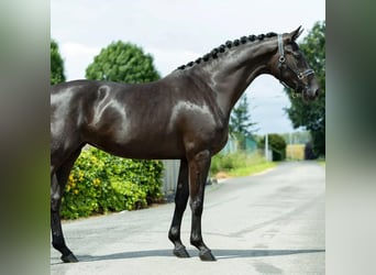 Hanovrien, Hongre, 9 Ans, 171 cm