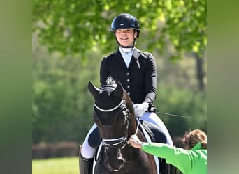 Hanovrien, Hongre, 9 Ans, 171 cm